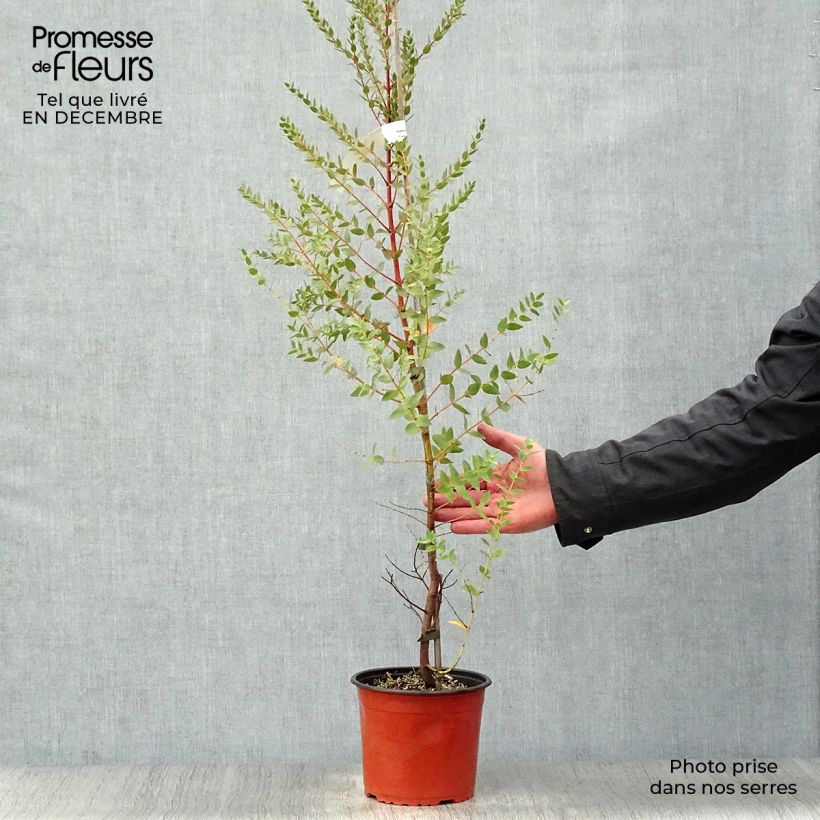 Exemplar von Eucalyptus parvula Topf mit 3L/4L wie im Winter geliefert