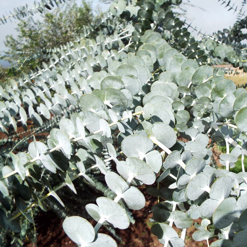Eucalyptus pulverulenta (Laub)