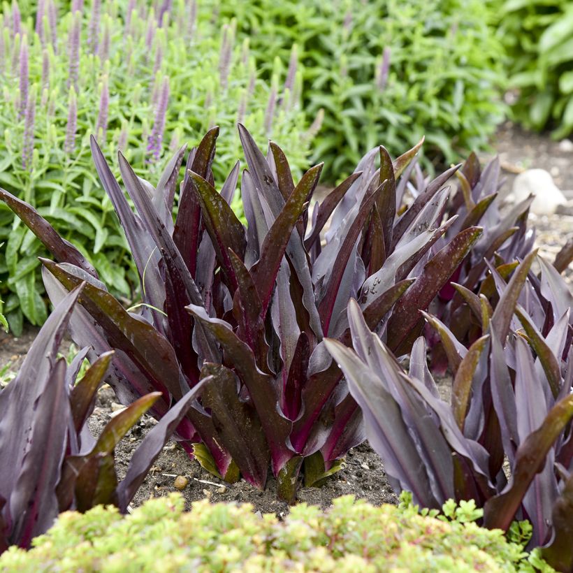 Eucomis Purple Reign - Schopflilie (Laub)