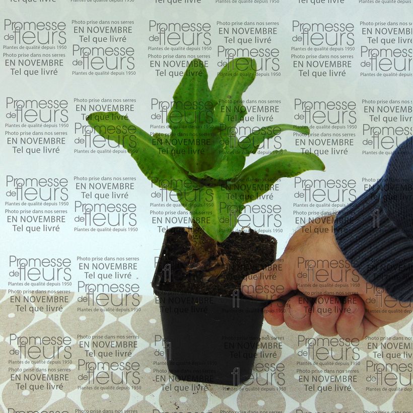 Beispiel eines Exemplars von Eucomis bicolor Alba - Schopflilie Zwiebel Kaliber/Größe 16+ wie geliefert