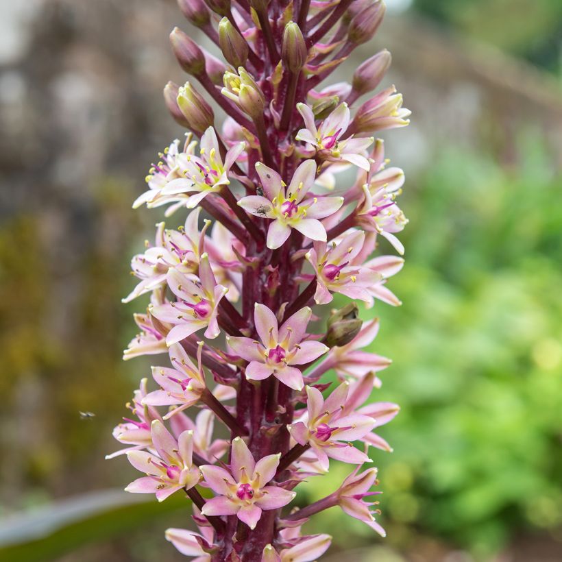 Eucomis comosa Indian Summer - Schopflilie (Blüte)