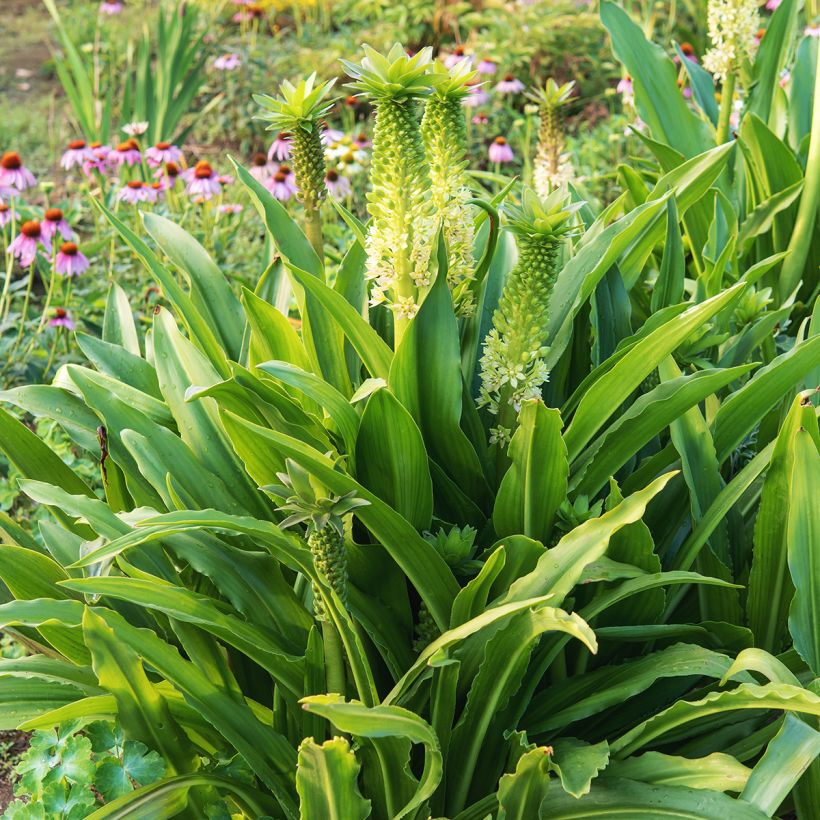 Eucomis comosa Tugela Jade - Schopflilie (Wuchs)