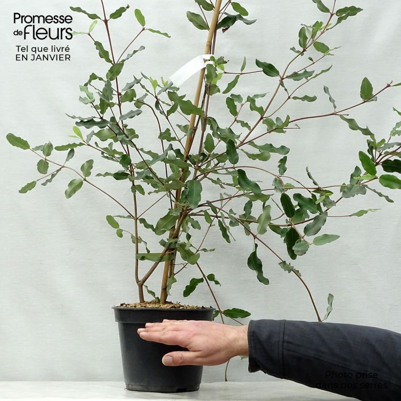 Exemplar von Eucryphia intermedia Rostrevor - Eucryphie Topf mit 3L/4L wie im Winter geliefert