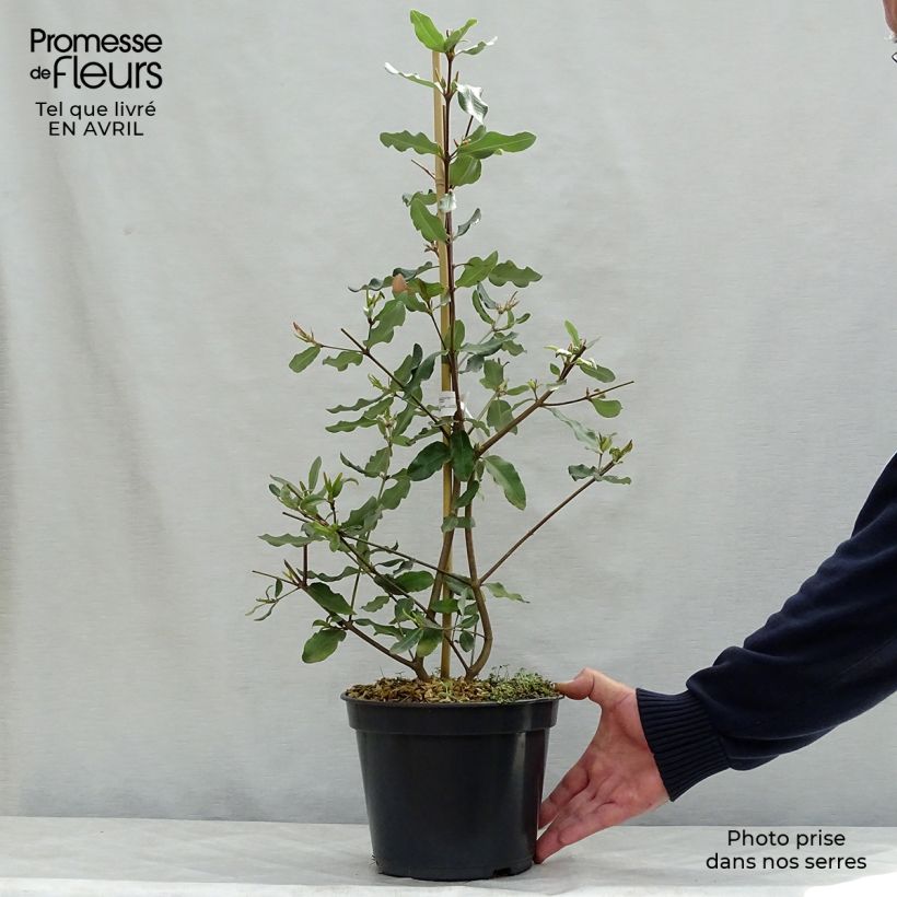 Exemplar von Eucryphia intermedia Rostrevor - Eucryphie Topf mit 3L/4L wie im Frühjahr geliefert