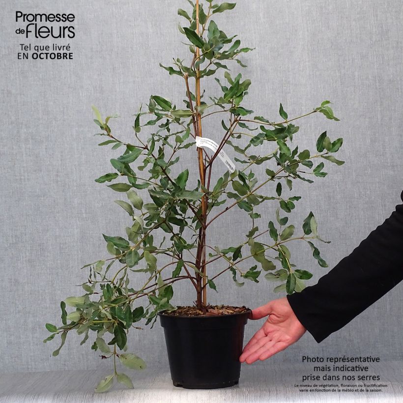 Exemplar von Eucryphia intermedia Rostrevor - Eucryphie Topf mit 3L/4L wie im Herbst geliefert