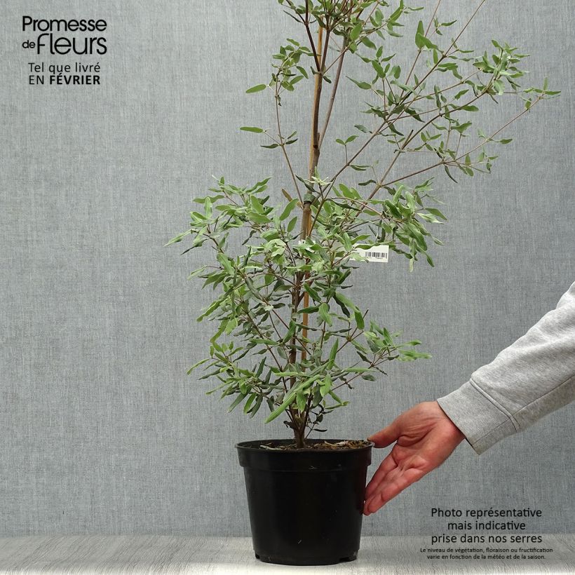Exemplar von Eucryphia lucida Ballerina - Eucryphie Topf mit 4L/5L wie im Herbst geliefert