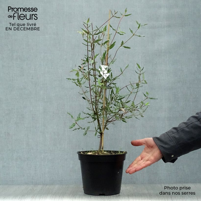 Exemplar von Eucryphia lucida Ballerina - Eucryphie Topf mit 4L/5L wie im Winter geliefert