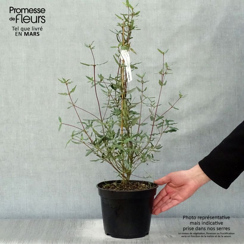 Exemplar von Eucryphia lucida Ballerina - Eucryphie Topf mit 4L/5L wie im Frühjahr geliefert