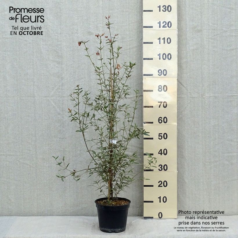 Exemplar von Eucryphia lucida Gilt Edge - Eucryphie Topf mit 4L/5L wie im Herbst geliefert