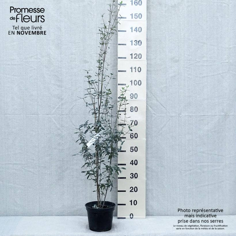Exemplar von Eucryphia lucida Pink cloud - Eucryphie Topf mit 4L/5L wie im Herbst geliefert