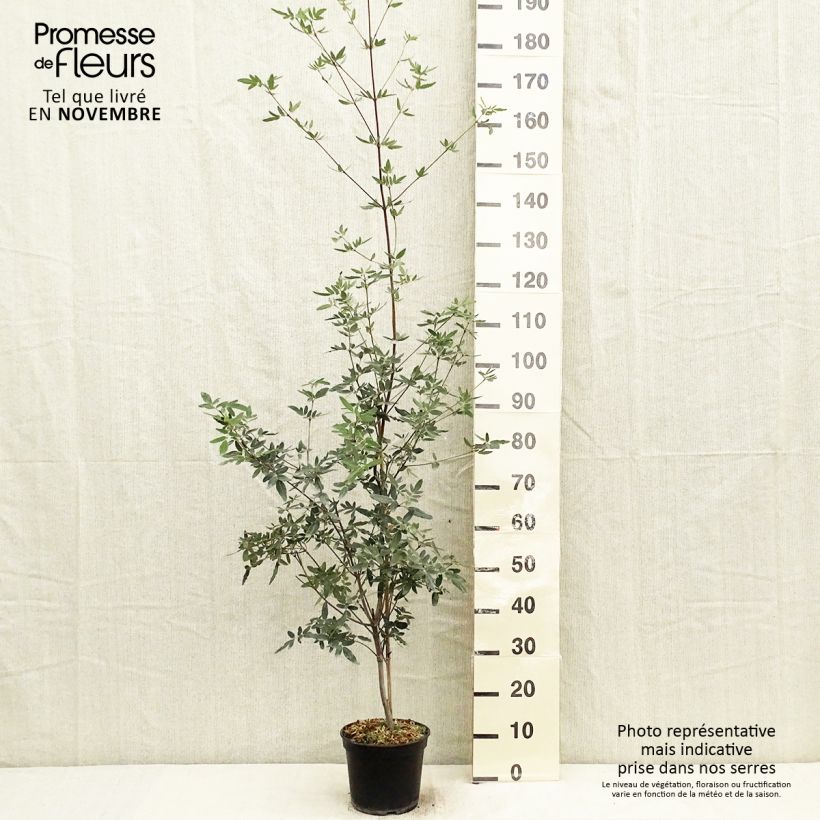 Exemplar von Eucryphia moorei - Eucryphie Topf mit 4L/5L wie im Herbst geliefert
