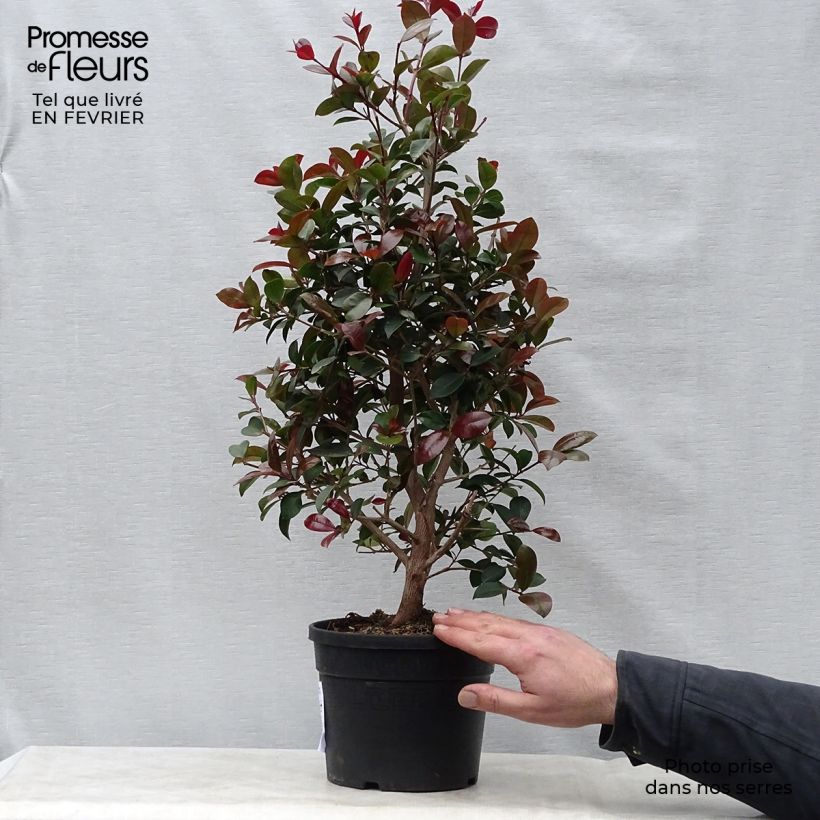 Exemplar von Eugenia uniflora Etna Fire - Eugenie Topf mit 3L/4L wie im Winter geliefert