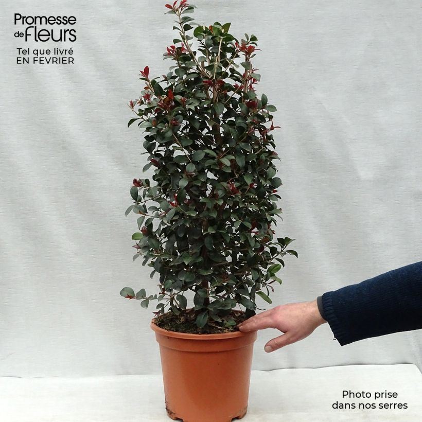 Exemplar von Eugenia uniflora Etna Fire - Eugenie Topf mit 7,5L/10L wie im Winter geliefert