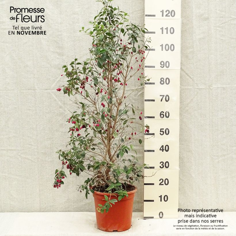 Exemplar von Eugenia myrtifolia New Port - Eugenie Topf mit 4L/5L wie im Herbst geliefert