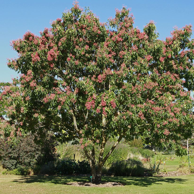 Tetradium daniellii - Bienenbaum (Hafen)