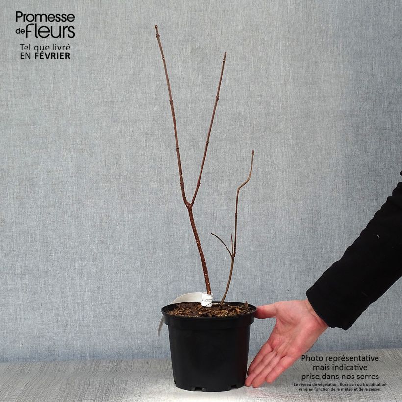 Exemplar von Tetradium daniellii - Bienenbaum Topf mit 2L/3L wie im Winter geliefert