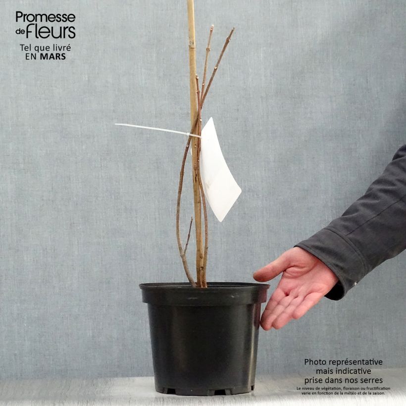 Exemplar von Tetradium daniellii - Bienenbaum Topf mit 4L/5L wie im Frühjahr geliefert