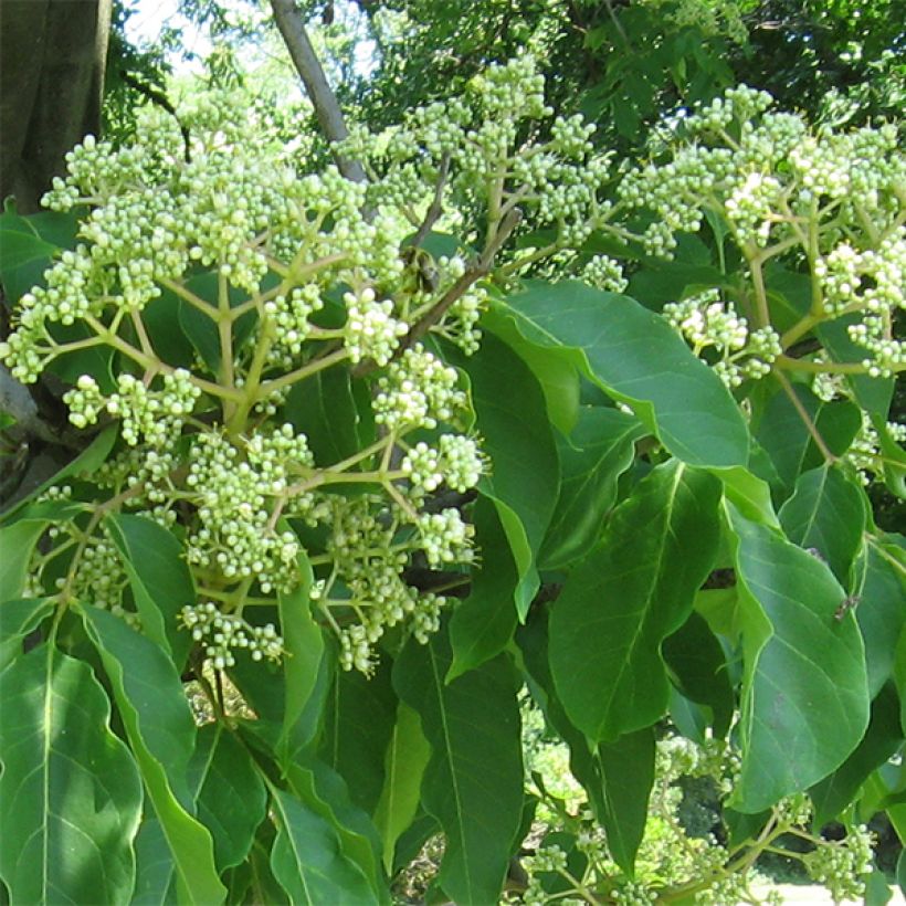 Tetradium daniellii - Bienenbaum (Blüte)