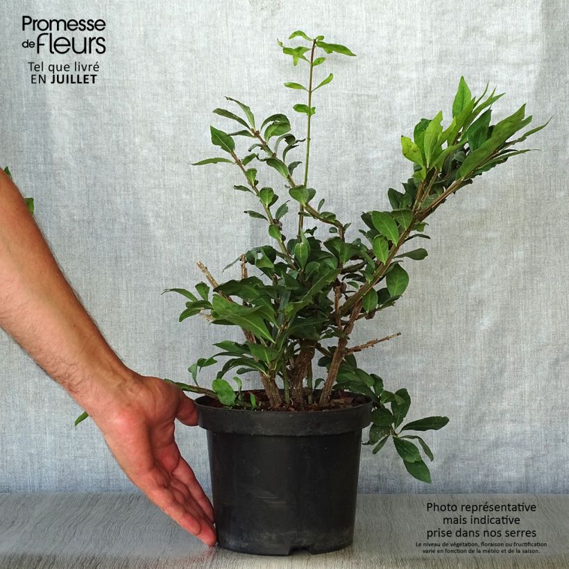 Exemplar von Euonymus alatus - Pfaffenhütchen Topf mit 2L/3L wie im Sommer geliefert