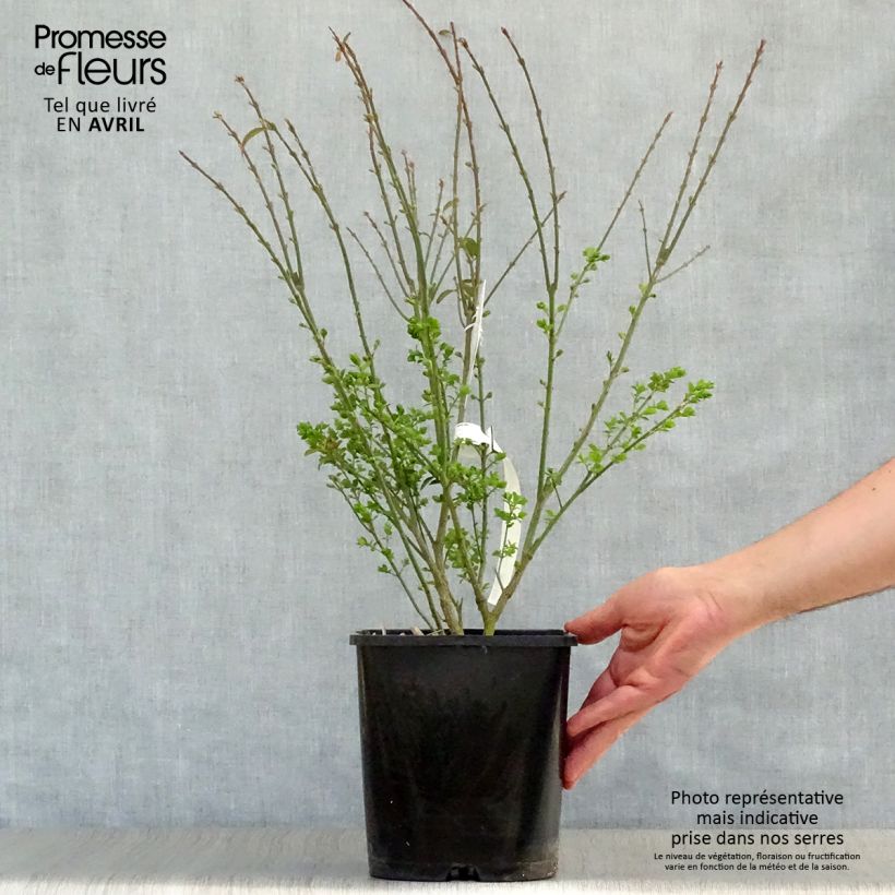 Exemplar von Euonymus alatus Ciliatodentatus - Pfaffenhütchen Topf mit 4L/5L wie im Frühjahr geliefert