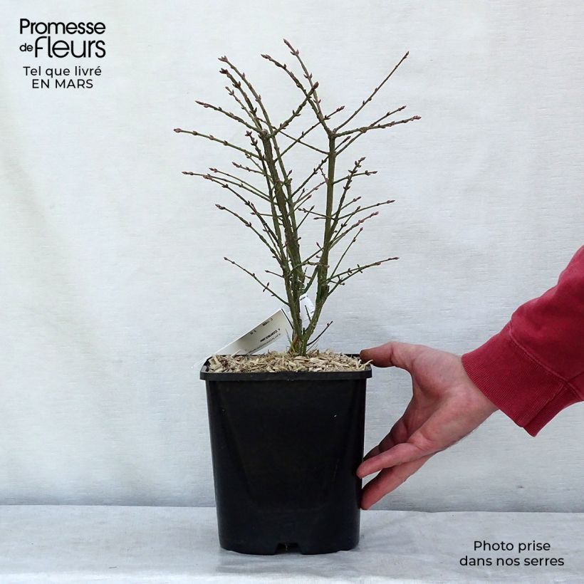 Exemplar von Euonymus alatus Compactus - Pfaffenhütchen Topf mit 4L/5L wie im Winter geliefert
