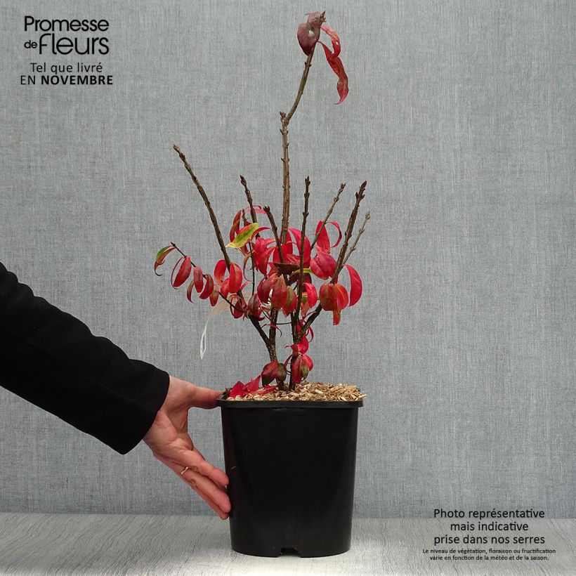 Exemplar von Euonymus alatus Compactus - Pfaffenhütchen Topf mit 4L/5L wie im Herbst geliefert