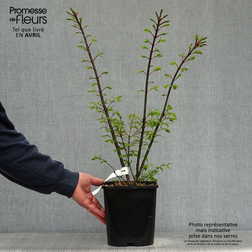 Exemplar von Euonymus alatus Compactus - Pfaffenhütchen Topf mit 4L/5L wie im Frühjahr geliefert