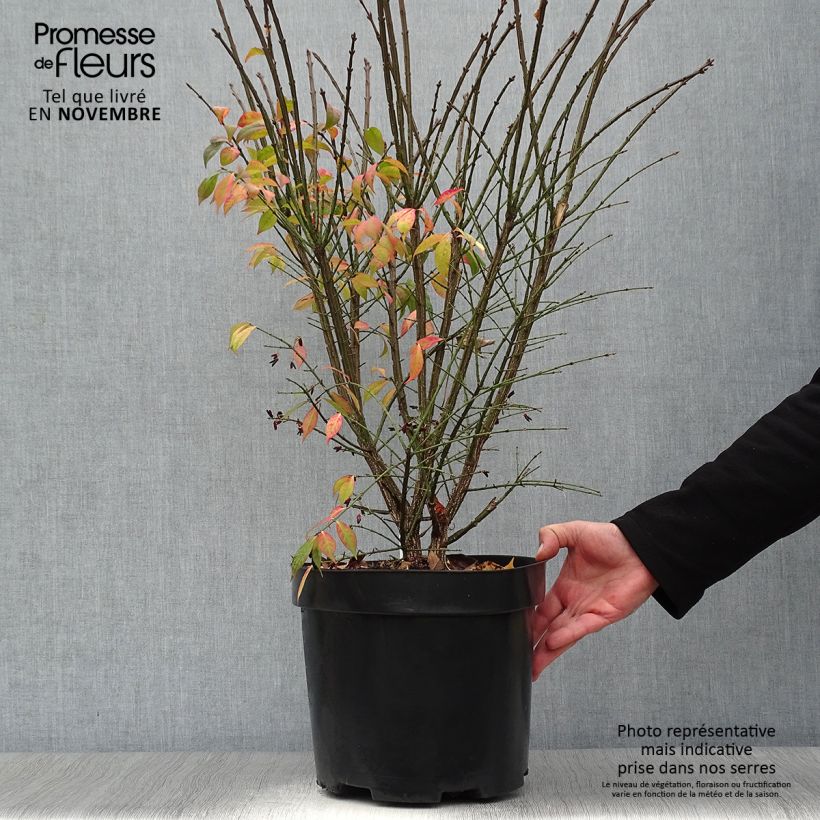 Exemplar von Euonymus alatus Compactus - Pfaffenhütchen Topf mit 7,5L/10L wie im Herbst geliefert