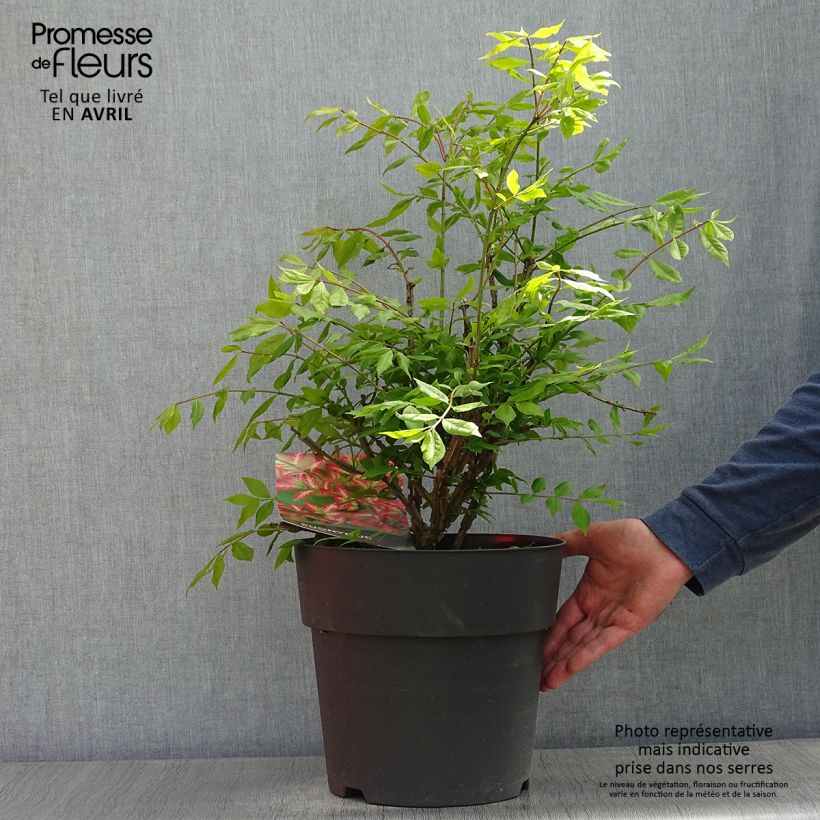 Exemplar von Euonymus alatus - Pfaffenhütchen Topf mit 7,5L/10L wie im Frühjahr geliefert