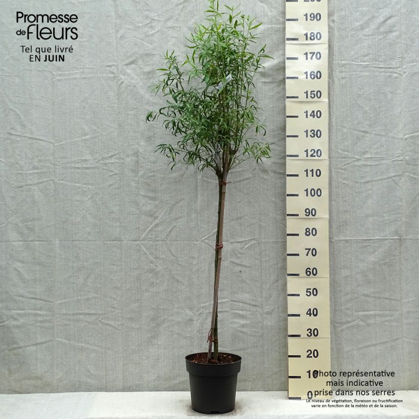 Exemplar von Euonymus clivicolus var. rongchuensis - Pfaffenhütchen Topf mit 7,5L/10L, Stamm wie im Frühjahr geliefert