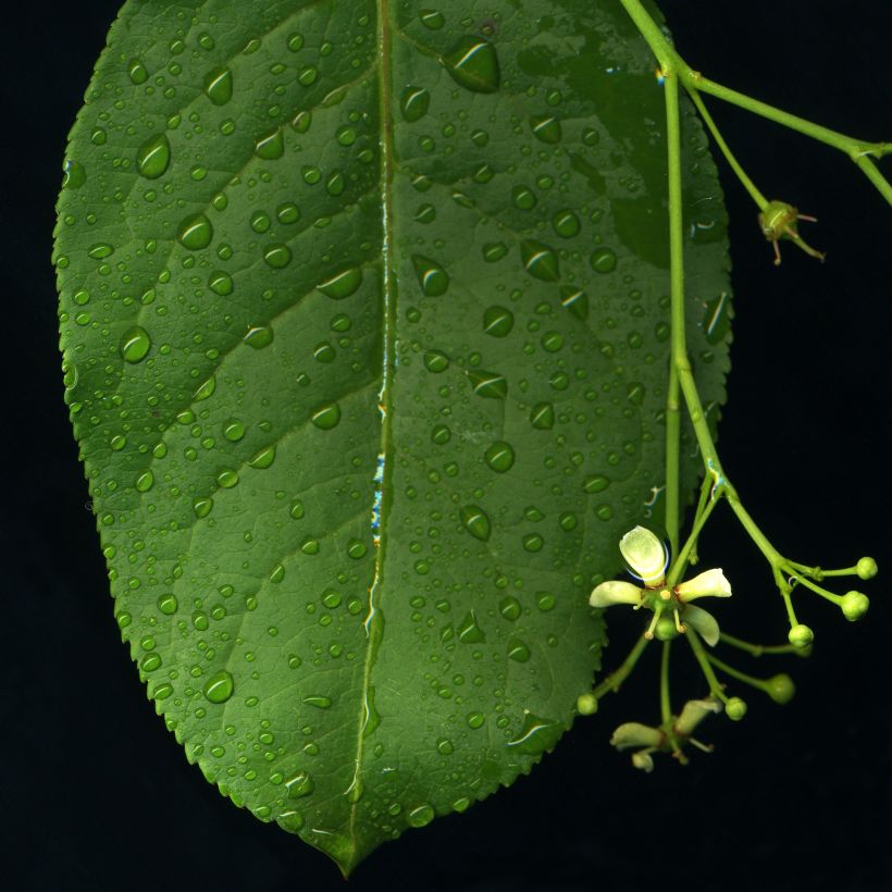 Euonymus europaeus - Pfaffenhütchen (Laub)