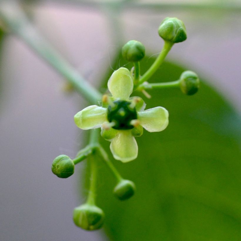 Euonymus europaeus - Pfaffenhütchen (Blüte)