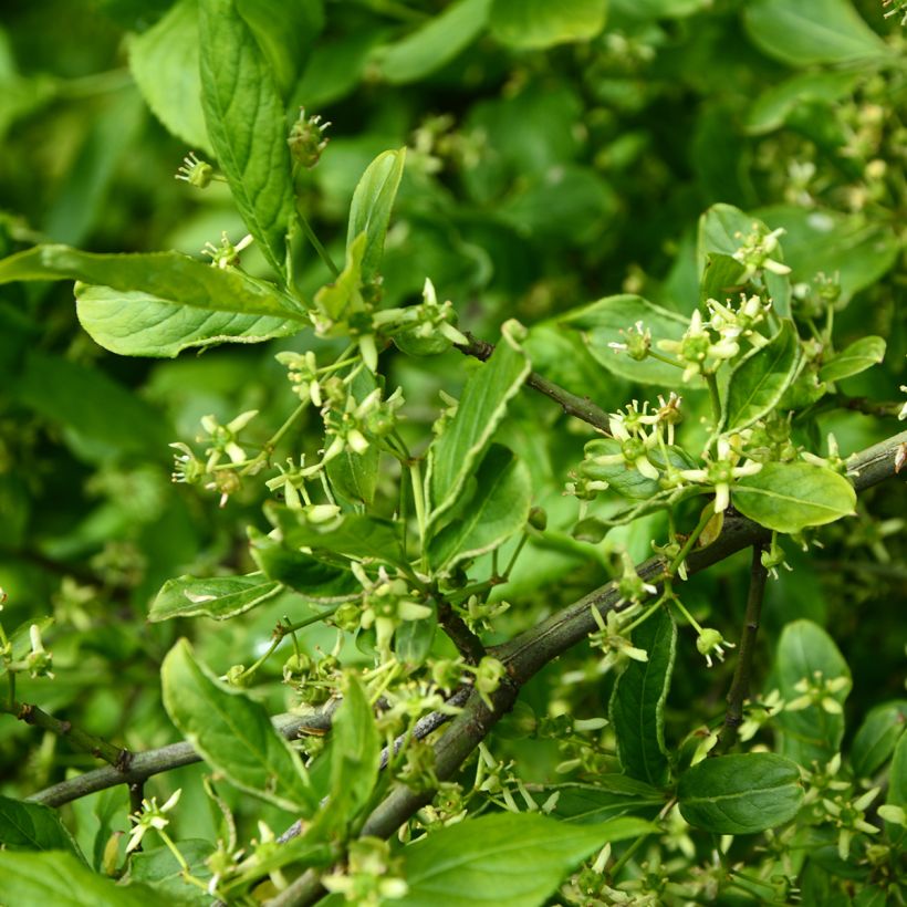 Pfaffenhütchen Albus - Euonymus europaeus (Blüte)