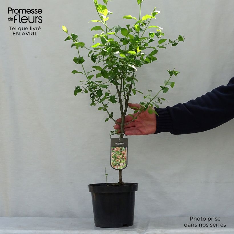 Exemplar von Euonymus europaeus - Pfaffenhütchen Topf mit 7,5L/10L wie im Frühjahr geliefert