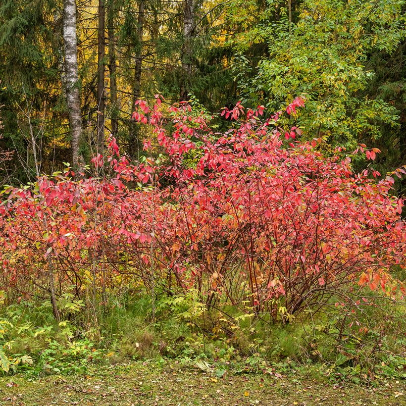 Euonymus europaeus - Pfaffenhütchen (Hafen)