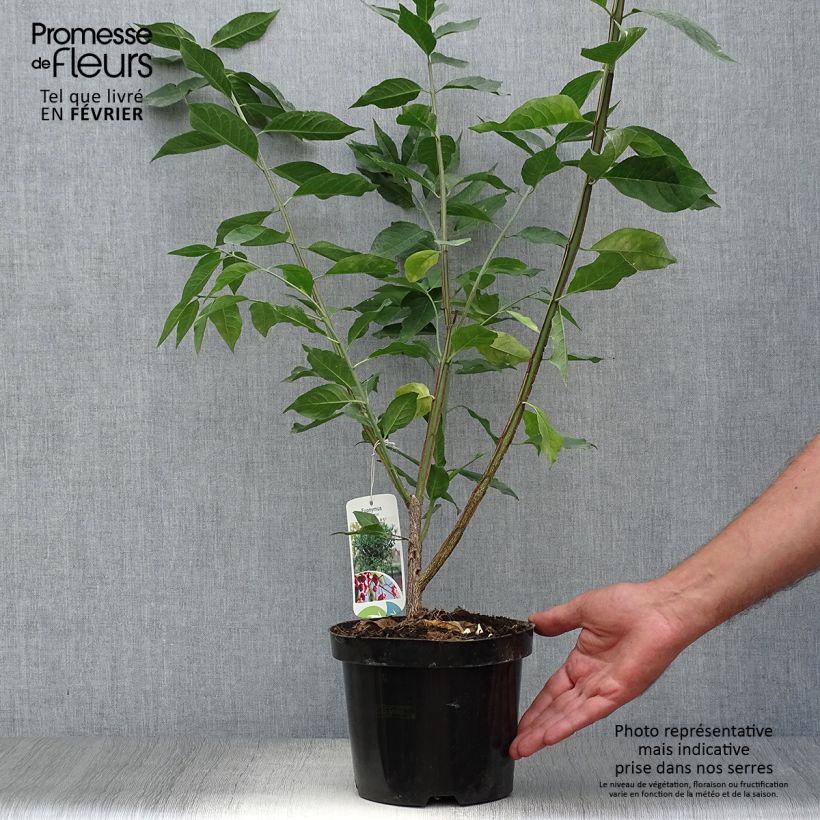 Exemplar von Euonymus europaeus - Pfaffenhütchen Topf mit 2L/3L wie im Herbst geliefert