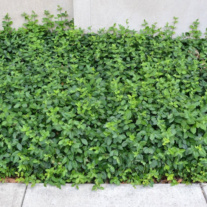 Spindelstrauch Coloratus - Euonymus fortunei (Hafen)