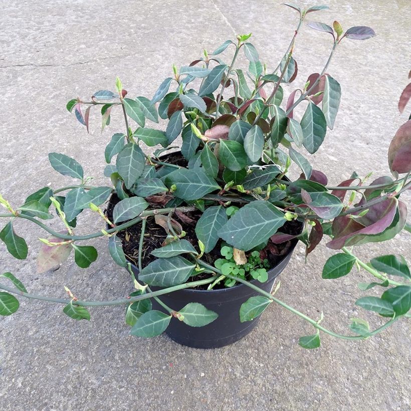 Exemplar von Spindelstrauch Coloratus - Euonymus fortunei Topf mit 1,5L/2L wie im Winter geliefert