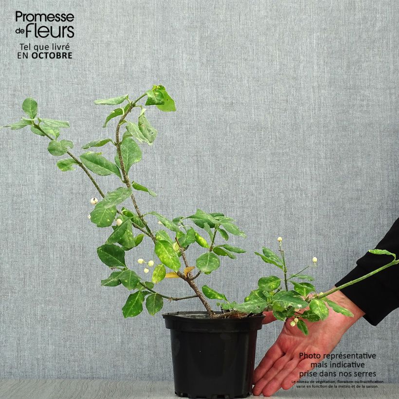 Exemplar von Spindelstrauch Dart's Blanket - Euonymus fortunei Topf mit 2L/3L wie im Herbst geliefert