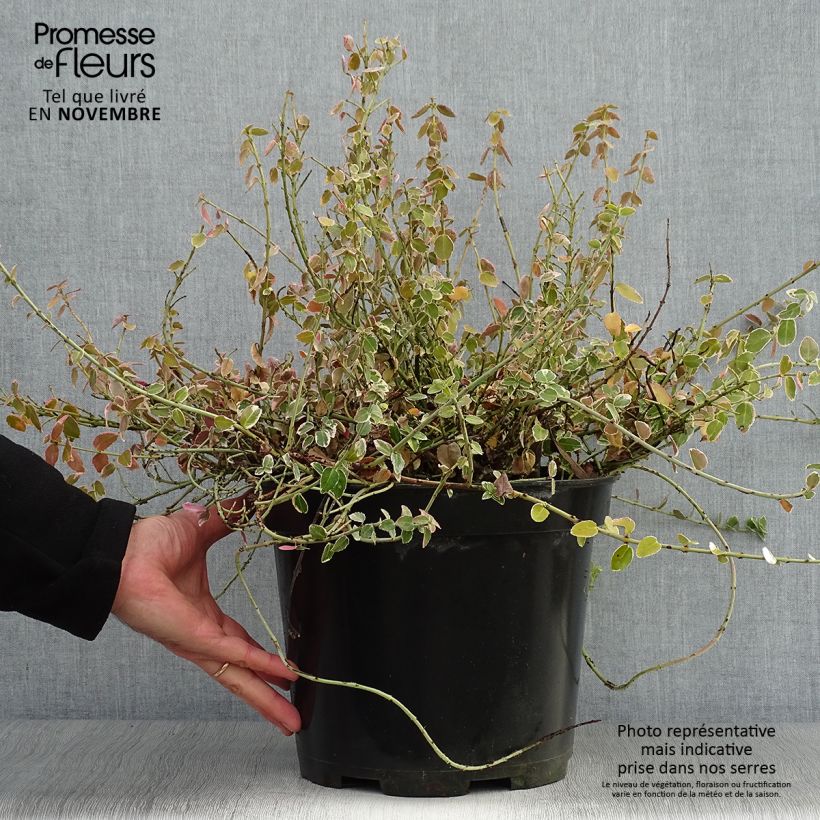 Exemplar von Spindelstrauch Emerald Gaiety - Euonymus fortunei Topf mit 7,5L/10L wie im Herbst geliefert