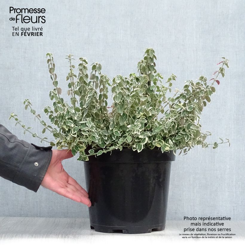 Exemplar von Spindelstrauch Emerald Gaiety - Euonymus fortunei Topf mit 7,5L/10L wie im Winter geliefert