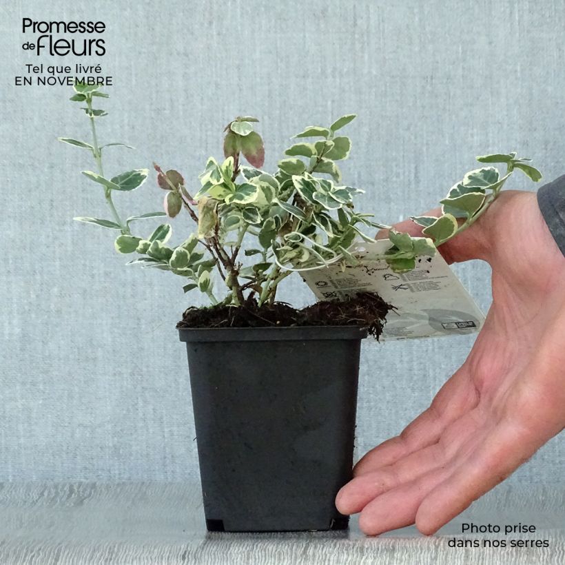 Exemplar von Spindelstrauch Emerald Gaiety - Euonymus fortunei Kleine Töpfe von 8/9 cm wie im Herbst geliefert