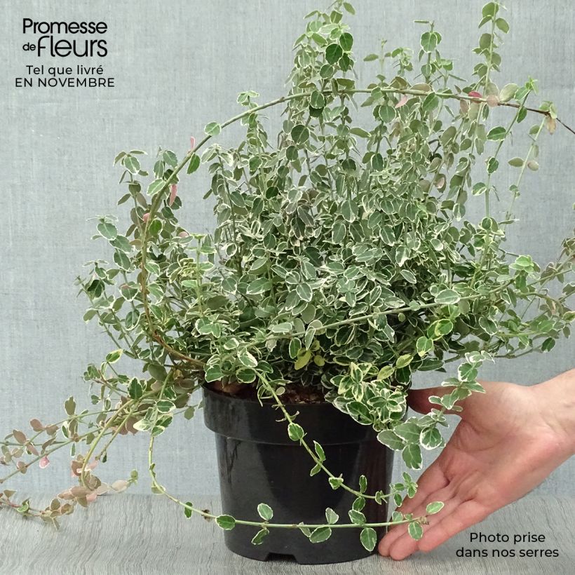 Exemplar von Spindelstrauch Emerald Gaiety - Euonymus fortunei Topf mit 2L/3L wie im Herbst geliefert