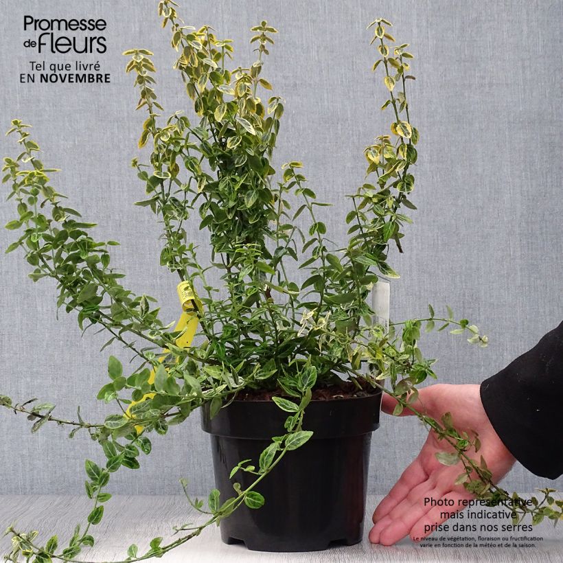 Exemplar von Spindelstrauch Emerald 'n gold - Euonymus fortunei Topf mit 2L/3L wie im Herbst geliefert