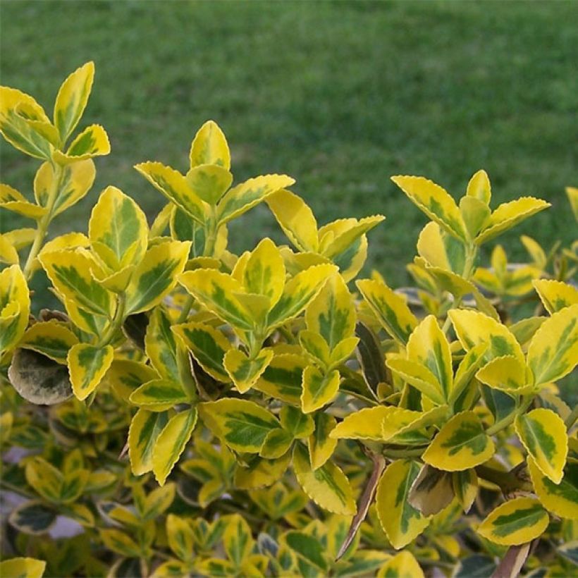 Spindelstrauch Emerald 'n gold - Euonymus fortunei (Laub)