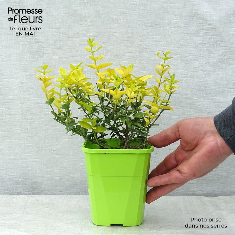 Exemplar von Spindelstrauch Goldy - Euonymus fortunei Topf mit 3L/4L wie im Frühjahr geliefert
