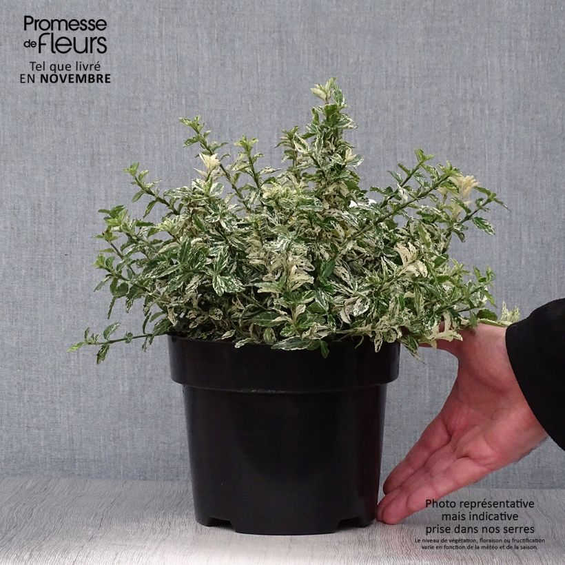 Exemplar von Spindelstrauch Harlequin - Euonymus fortunei Topf mit 2L/3L wie im Herbst geliefert