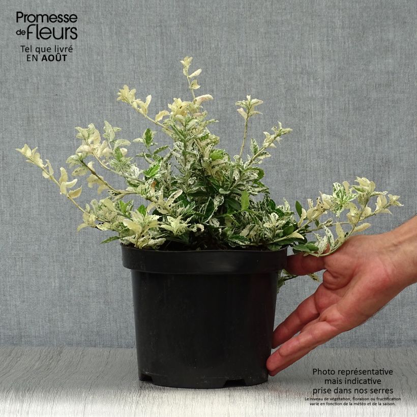 Exemplar von Spindelstrauch Harlequin - Euonymus fortunei Topf mit 2L/3L wie im Sommer geliefert
