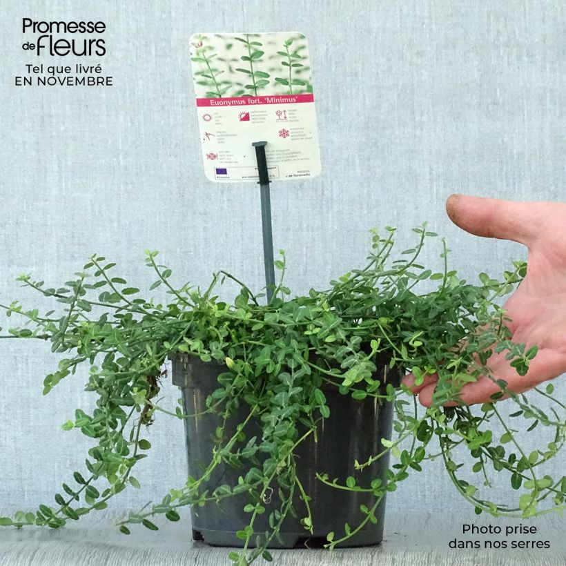 Exemplar von Spindelstrauch Minimus - Euonymus fortunei Topf mit 2L/3L wie im Herbst geliefert