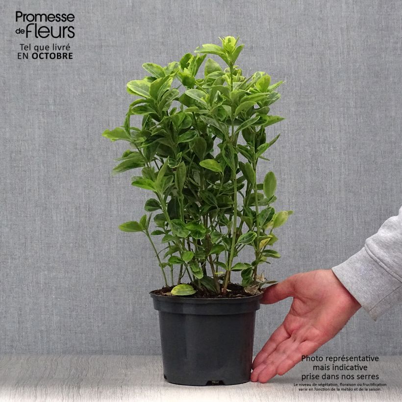 Exemplar von Japanischer Spindelstrauch Aureus - Euonymus japonicus Topf mit 2L/3L wie im Herbst geliefert